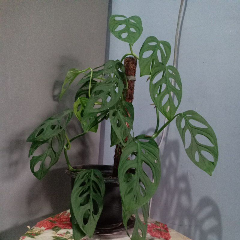 Kembang Janda Bolong dewasa