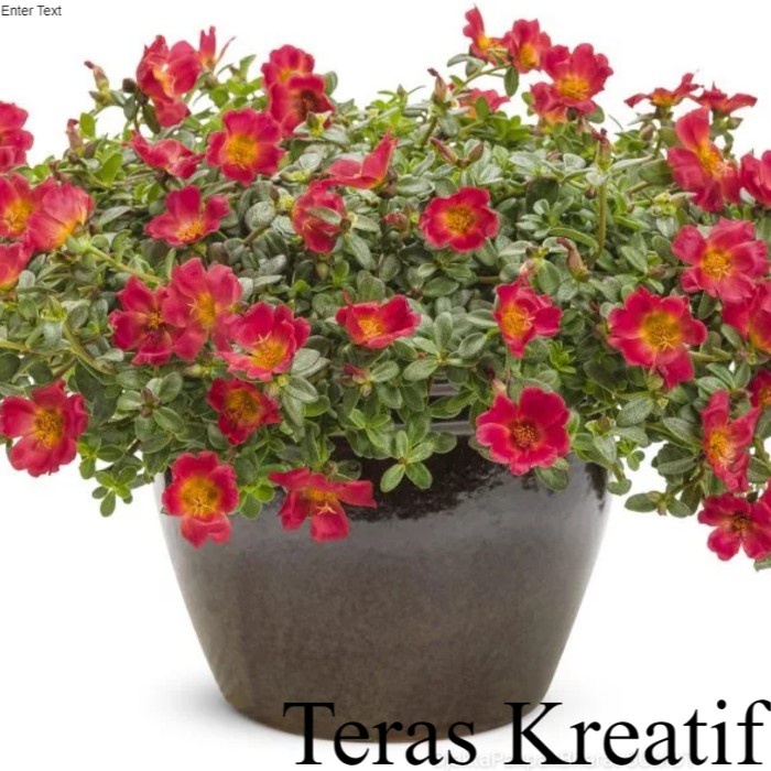 Portulaca merah (Moss Rose) Krokot Pink ; Bunga & Tanaman Terlengkap