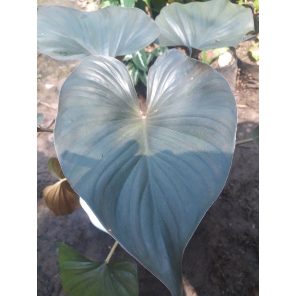 Tanaman homalomena black