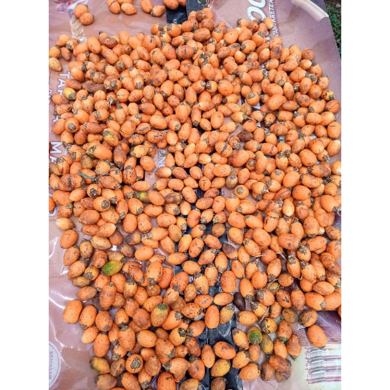 

Buah Pinang Tua 1 Kg