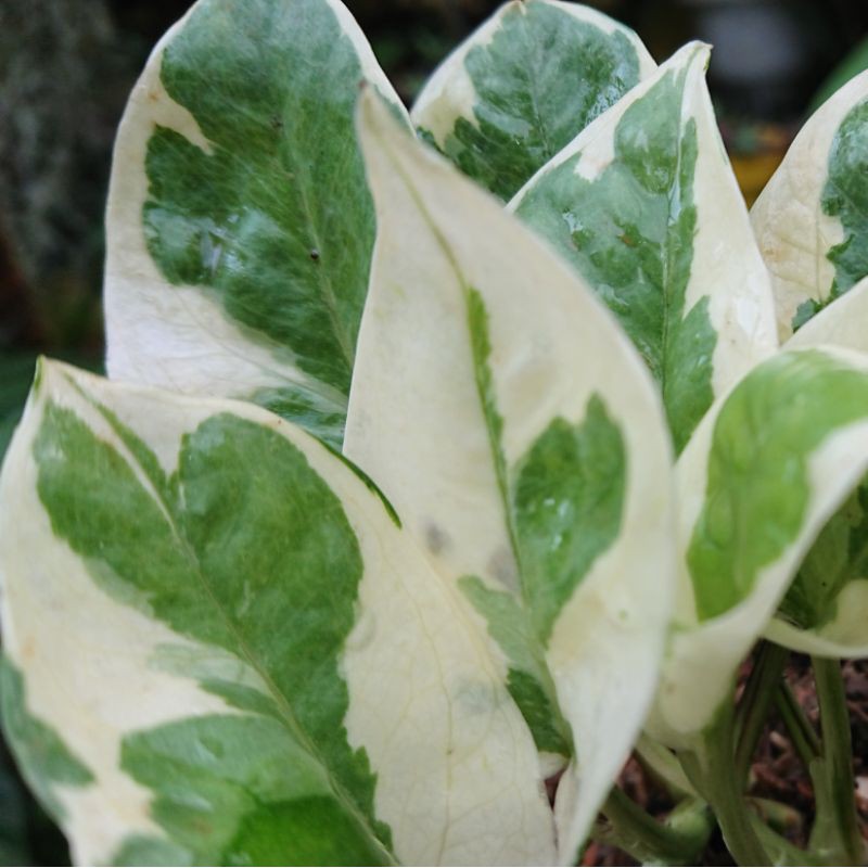 Epipremnum Aureum "Njoy"