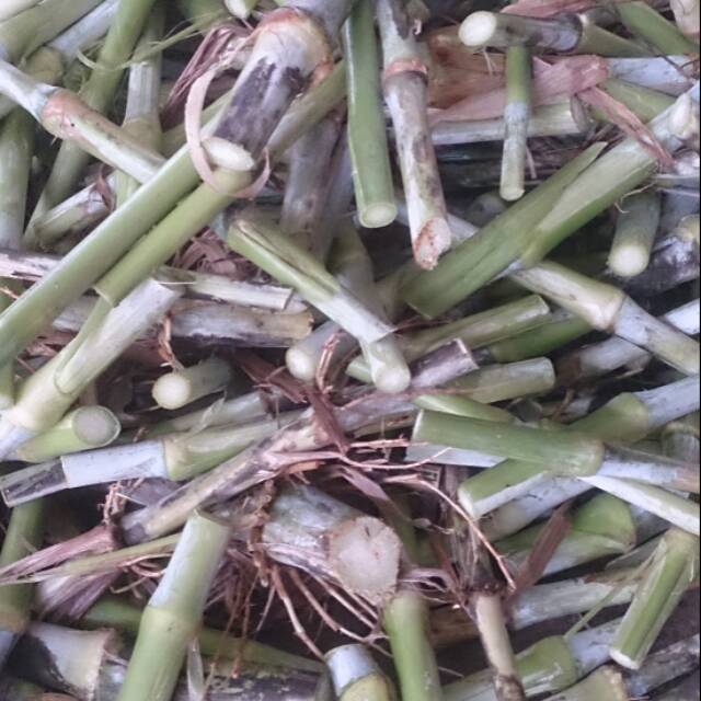 Bibit rumput super biovitas 1kg