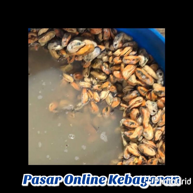 

Kerang Hijau Kupas Segar - 1 Kg ( JABODETABEK )