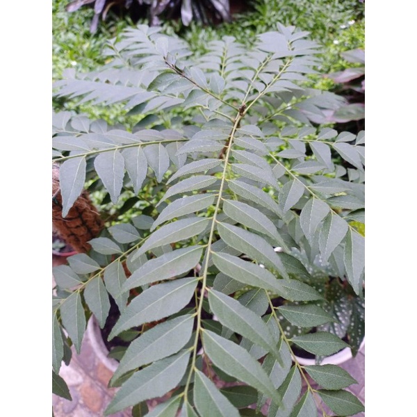 

Daun Kari untuk Bumbu Masakan