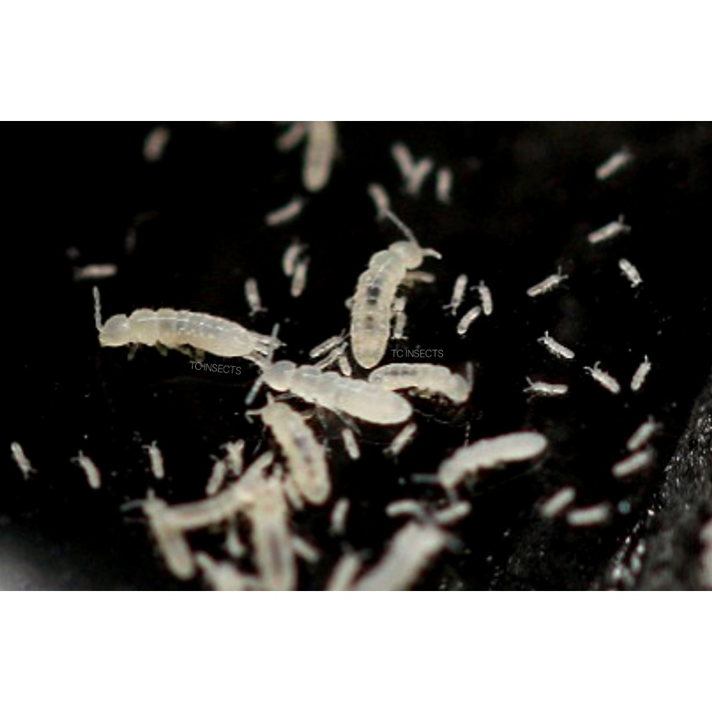 NEW - SPRINGTAIL COLLEMBOLA SP / ISOPOD PEMBERSIH BIOACTIVE PALUDARIUM TERARIUM VIVARIUM