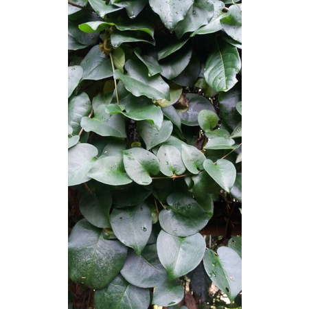 

Daun Binahong Segar 500 grm