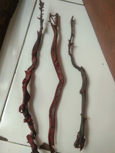 Bahan Akar Bahar Merah (24-29) Cm