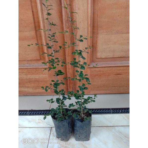 Bibit Bonsai Hokianti Micro / Arcia