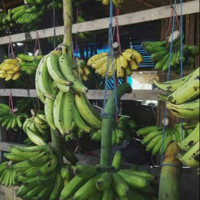 

Pisang ambon bandung 1 sisir