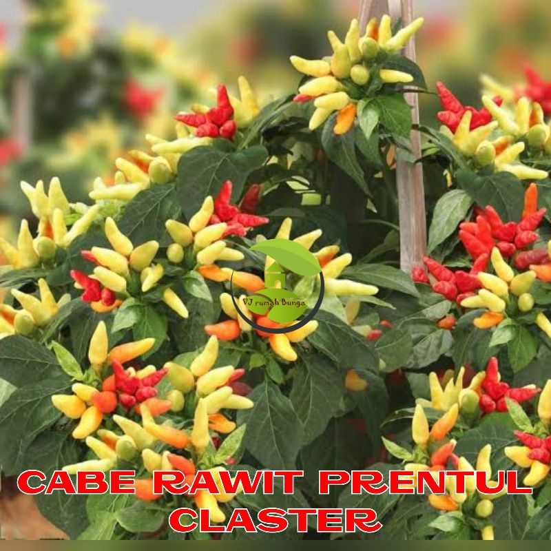 20Biji - Benih Bibit Cabe Rawit Prentul klaster Bibit Cabai Rawit Prentul cluster