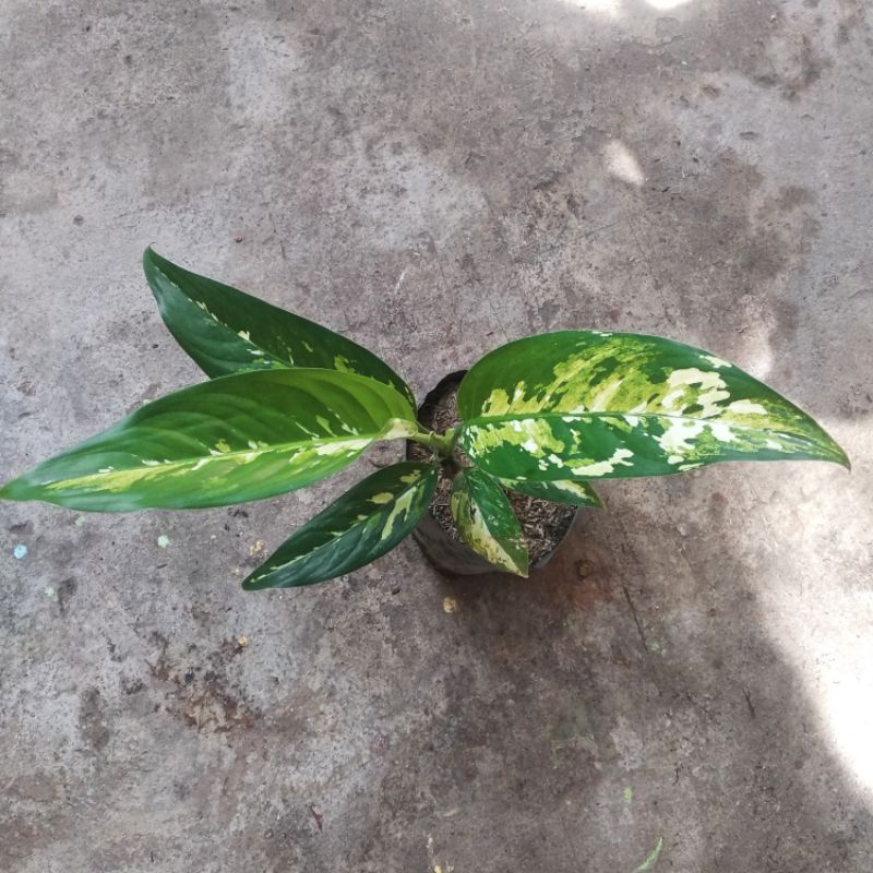 Tanaman Hias Sri Rejeki Army