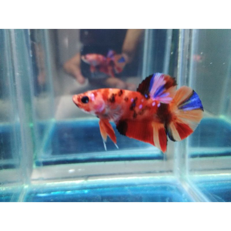 SESUAI FOTO VIDEO  CUPANG PLAKAT NEMO CANDY MULTICOLOR MALE SIZE S++ USIA 4 BULAN