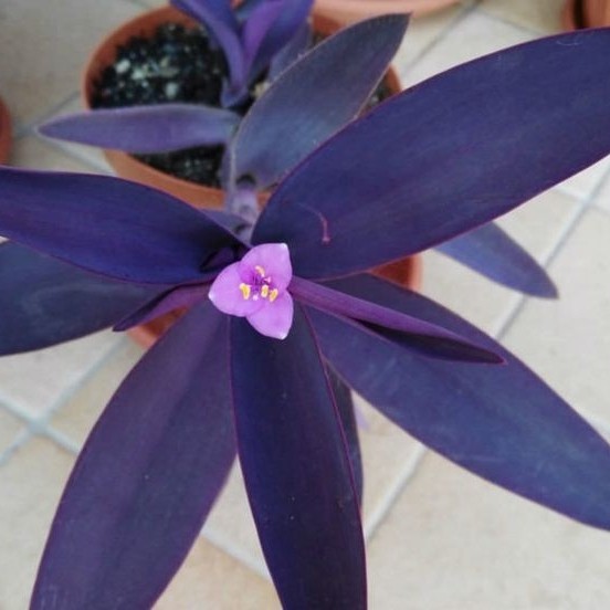 Tradescantia Purpurea Purple 'Sosor Gaok' / Tanaman Hias Hidup Outdoor