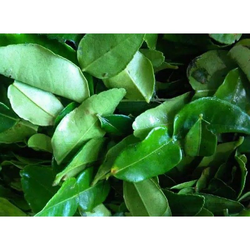 

Daun Jeruk