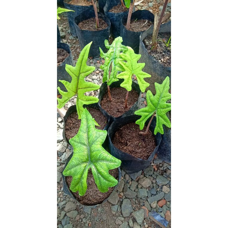 Alocasia-jacklyn
