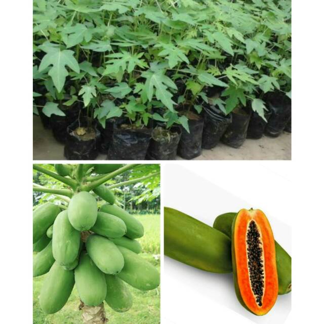 Bibit buah pepaya import/pepaya calina/pepaya california