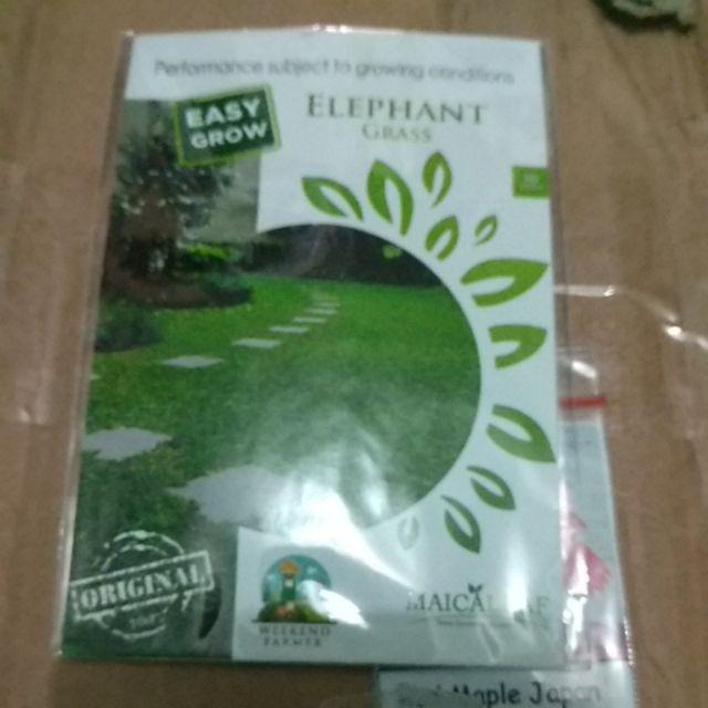 Benih Rumput Gajah Kemasan Maica Leaf
