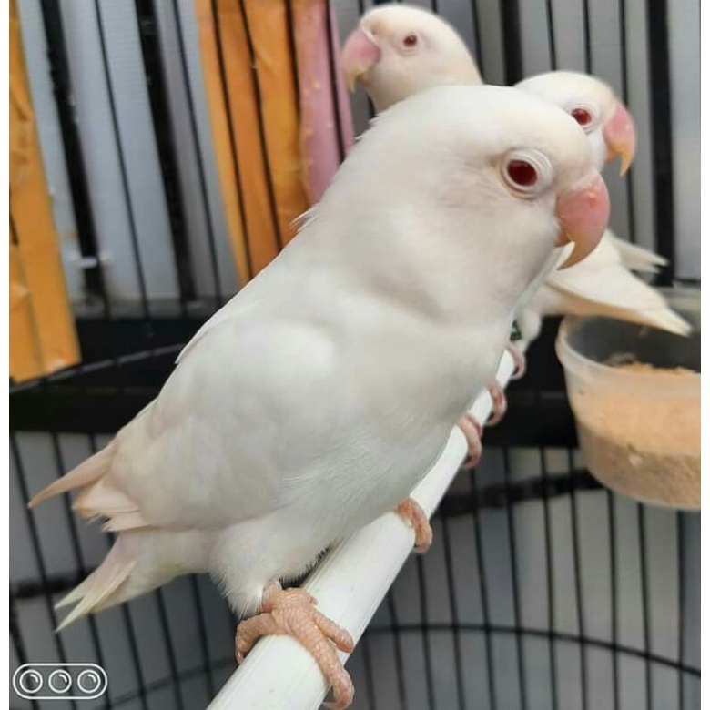 Burung Lovebird Albino Mata Merah Gacor Ngekek