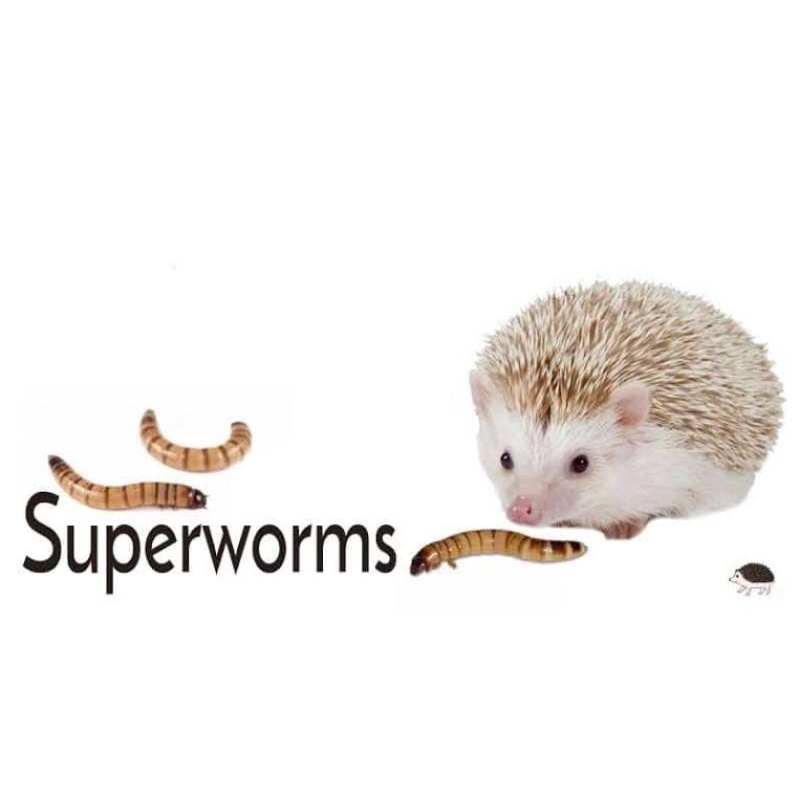 Superworm Makanan Snack Favorit Sugar Glider/Hamster/Landak Mini/Kura kura