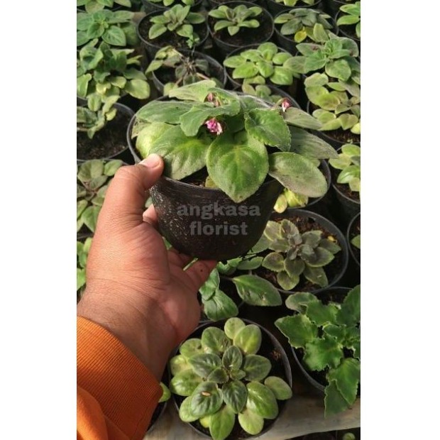 Tanaman Hias Purpel African Violet / Violces