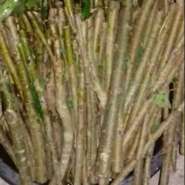 stek loa / batang bibit loa untuk bahan bonsai / sambungan tin (ficus racemosa) -
