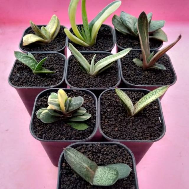 kaktus sukulen// Paket gasteria varigata scrit POT 5CM KOTAK