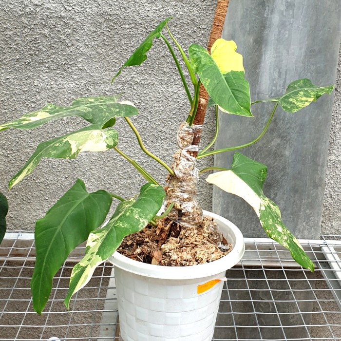 philodendron domesticum variegata 22
