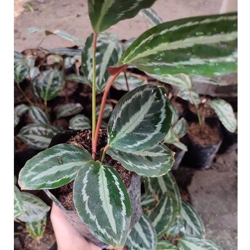 Bunga Kalatea Semangka Calathea Veitchiana Cantik Murah Berkualitas