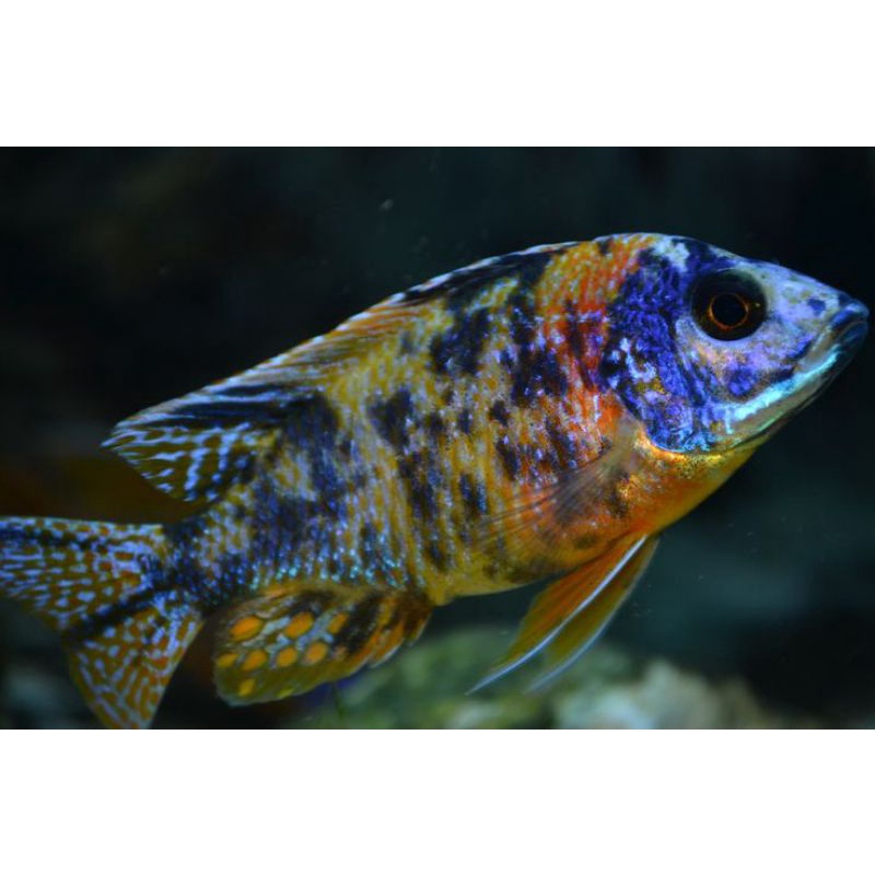 cichlid ob peacock (yellow base)