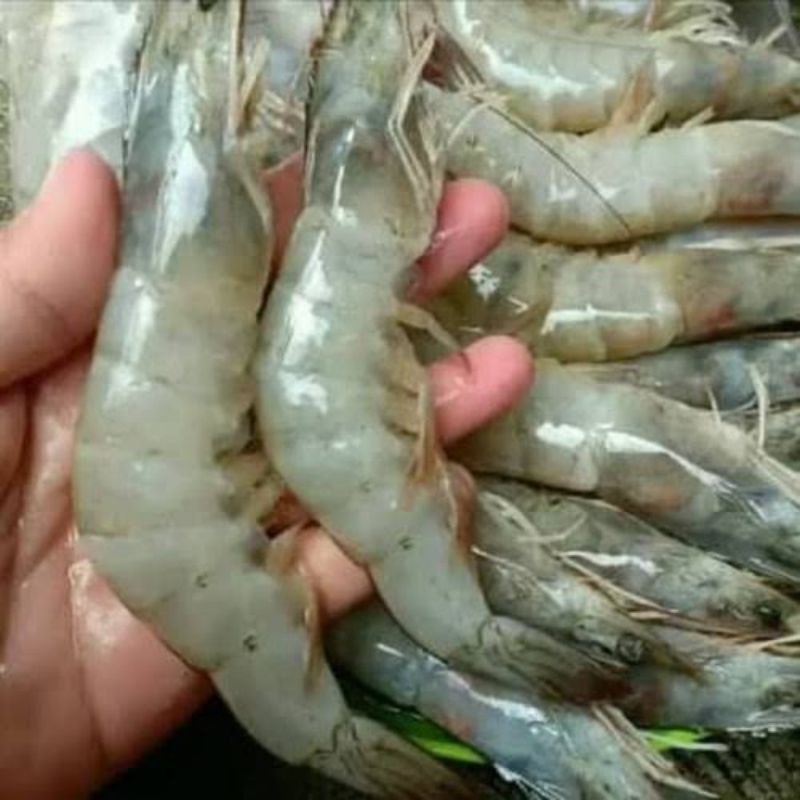 

Udang Vaname Size Sedang Fresh 1kg