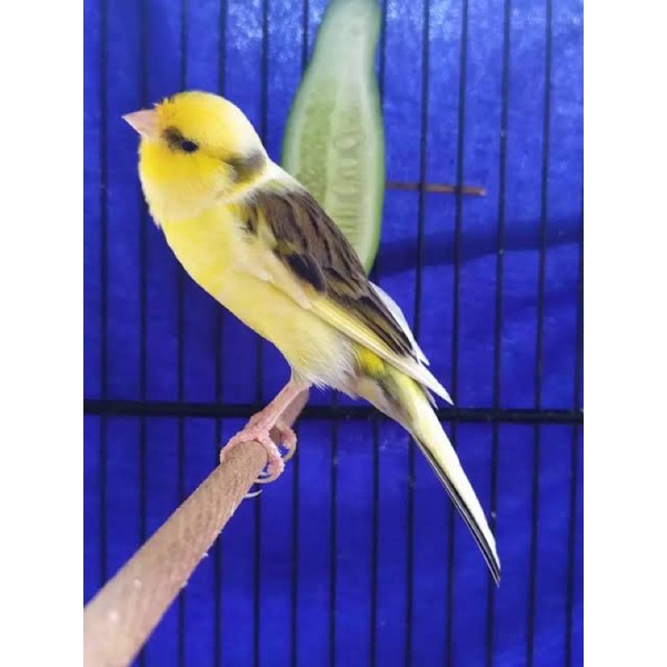 Kenari Afs pilihan rawtan Jantan super