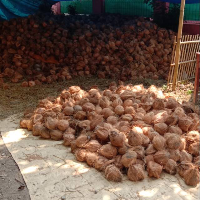 

Kelapa tua kupas palembang