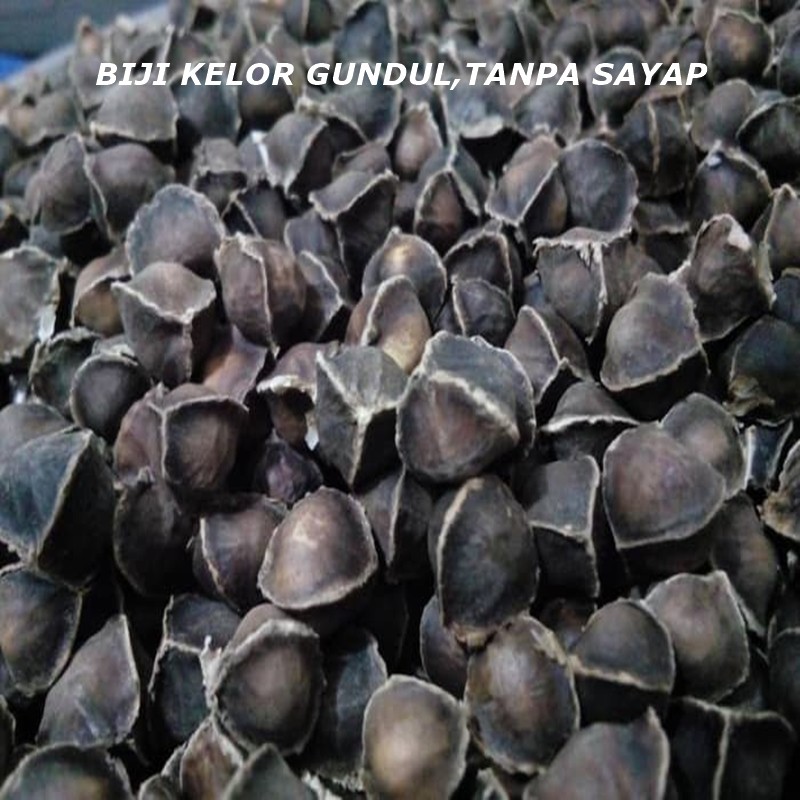 

Biji Kelor Gundul Tanpa Sayap 500 Gram Premium