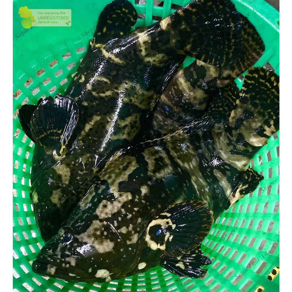 

Ikan Kerapu Hidup Ikan Kerapu Segar Ikan Kerapu Fresh Ikan Kerapu Macan