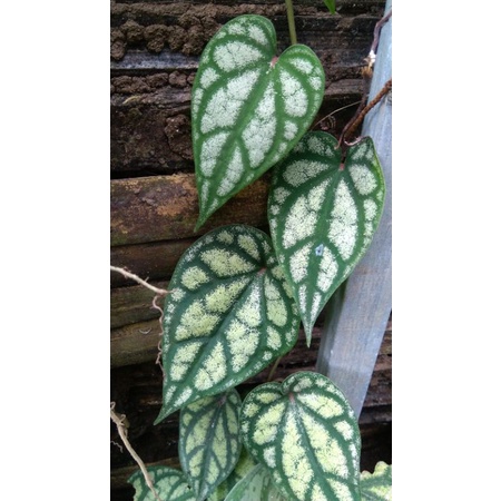 tanaman sirih silver/piper cristalium/piper sp/piper plant