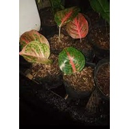 Bibit Aglonema Wulandari