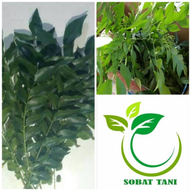 

Daun Kari - Salam Koja Segar 1Kg