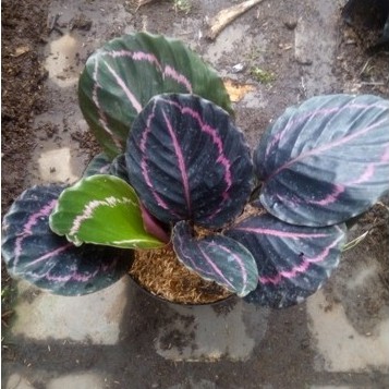 calathea black lipstik bibit tanaman hias daun