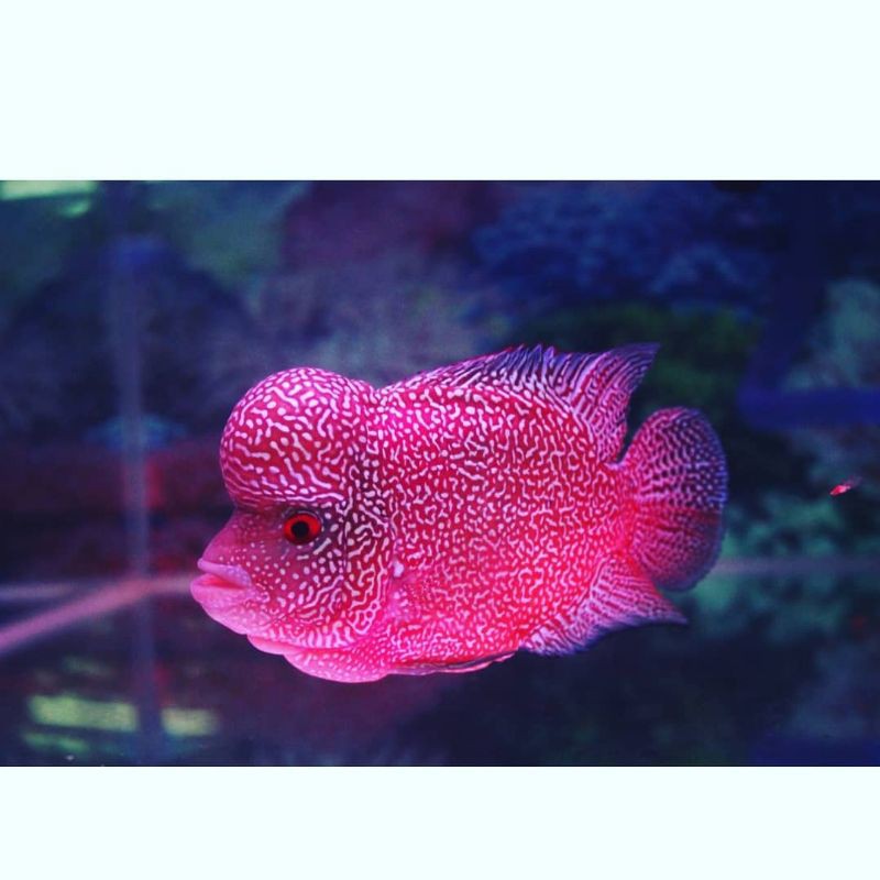 Burayak Louhan SRD X GB 2-4CM (COD)