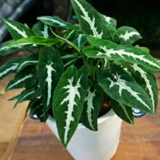 Tanaman Hias Syngonium Wendlandii Shopee Indonesia