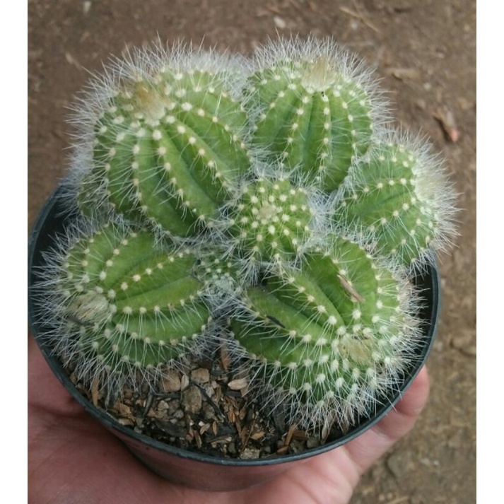 kaktus noto cluster ownrot