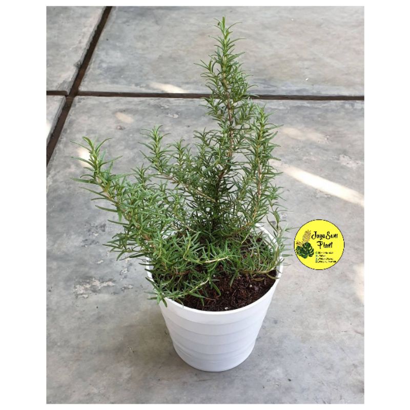 TANAMAN HIAS ROSEMARY BESAR + POT PUTIH