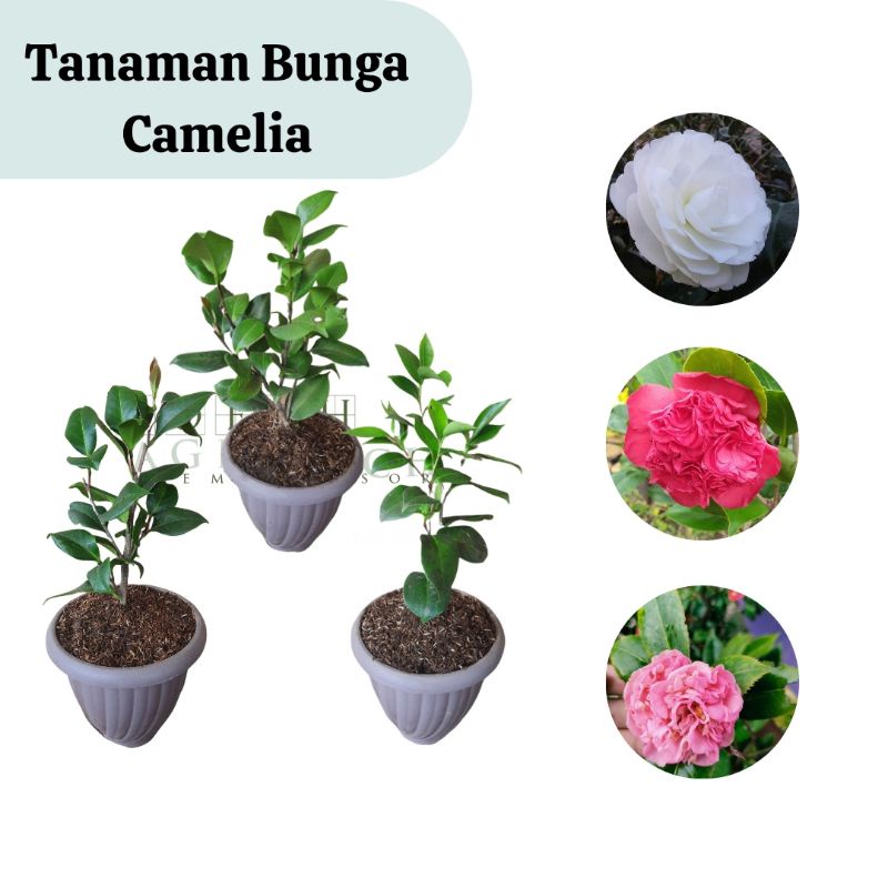 Bibit Tanaman Hias Bunga Camelia Cantik/ Bunga Kamelia