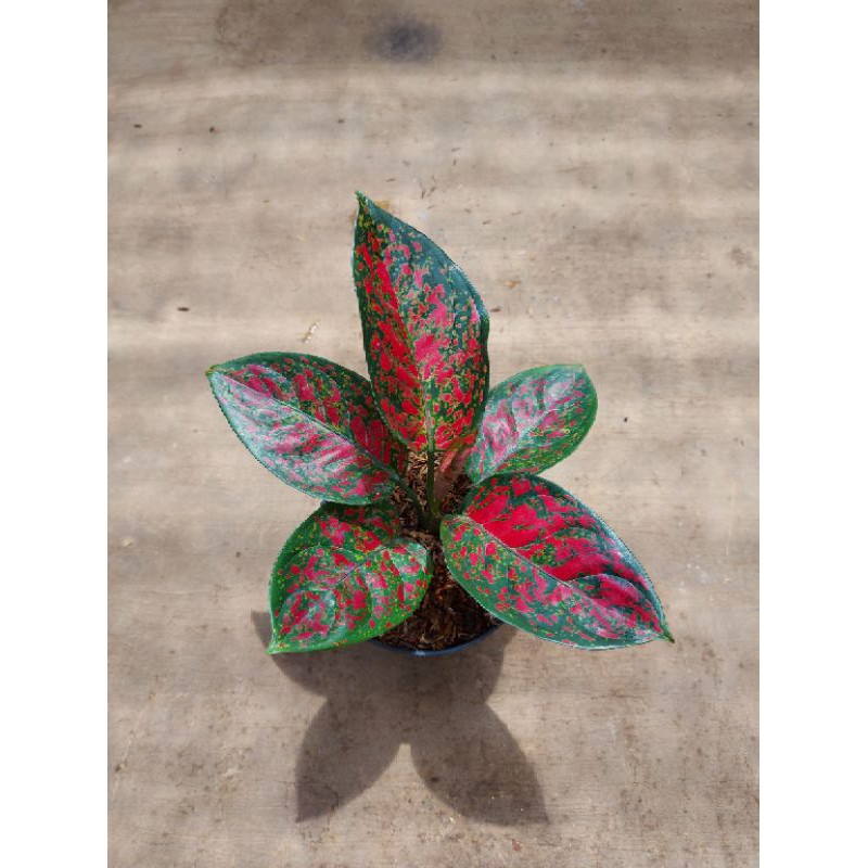 bunga aglonema aglaonema red spider