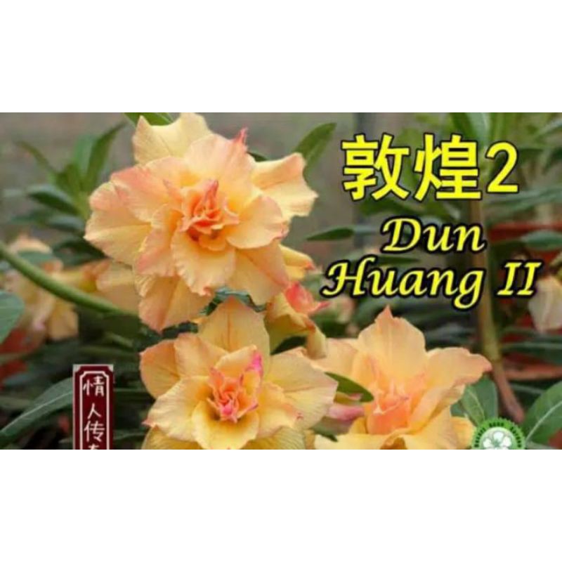 Adenium Grafting Dun Huang II