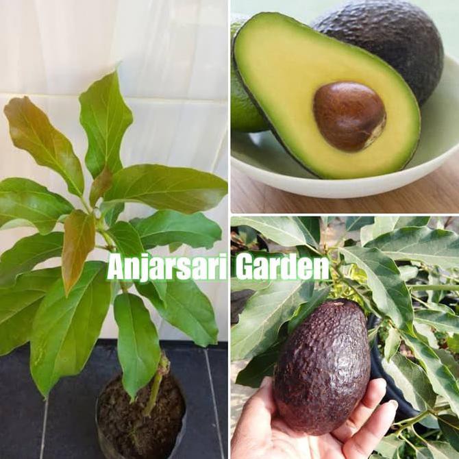 FREE ONHKIR BIBIT TANAMAN BUAH ALPUKAT HASS ORIGINAL