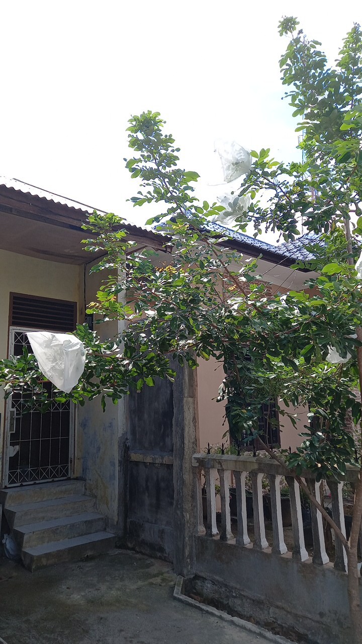 Fruit Cover / Brongsong Buah (xxl) Eceran (isi 10 Lembar)