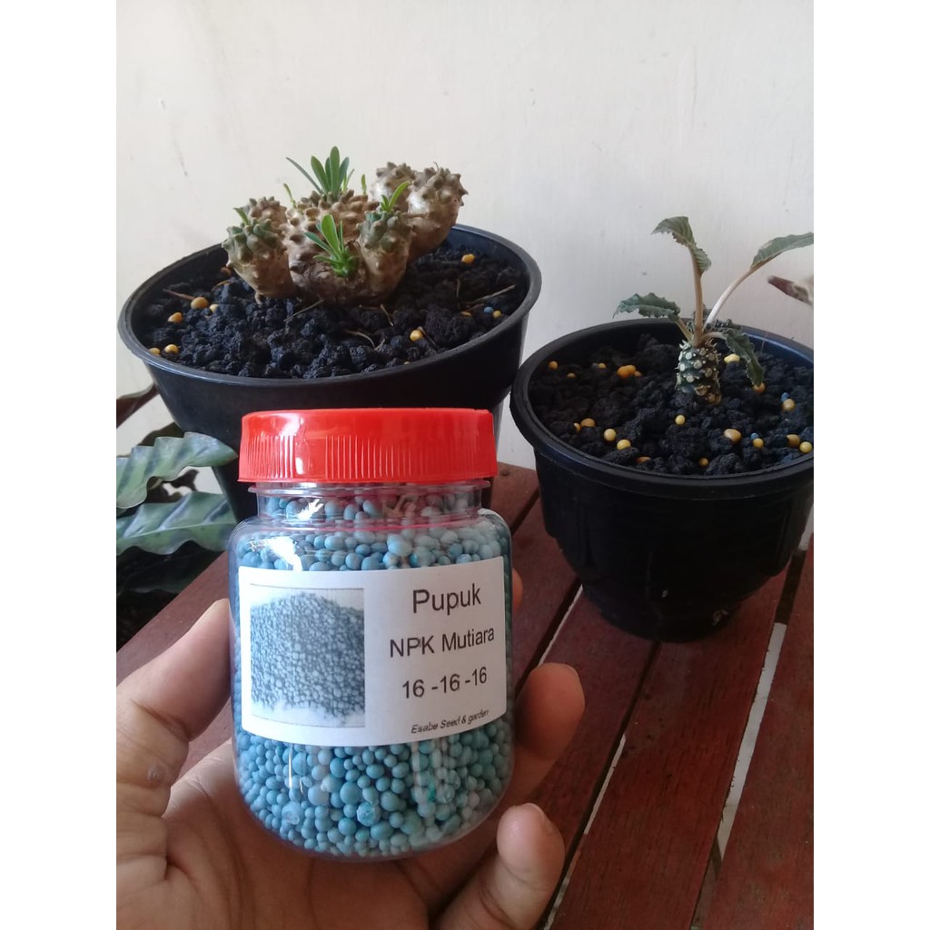  Pupuk NPK Mutiara 16 16 16 Shopee Indonesia