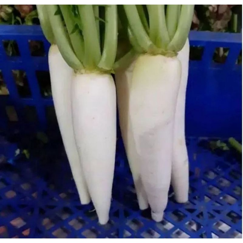 

LOBAK PUTIH SEGAR surga kebutuhan ku turnip radish daikon raphanus sativus lobak jepang