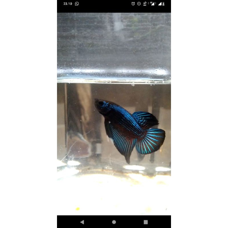 Betta wild Smaradigna